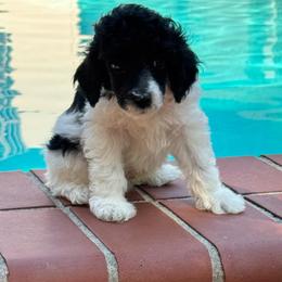 Mr. Wallen - Parti male Poodle puppy in Gainesville, Florida from Pet Inn Xxweetdoodles