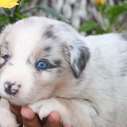 Dilute BMM1 - Prissy x Sloan - Blue merle male Miniature Australian Shepherd puppy in Goliad, Texas from Sassy Lil Aussies and Diamond W Poodles