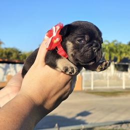 Gaston - Black and tan male French Bulldog puppy in Homestead, Florida from BackyardfinestBullys
