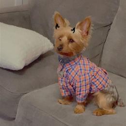 Kelo - Liver male Yorkshire Terrier puppy in Jacksonville, Arkansas from Royal Yorkie Terrier