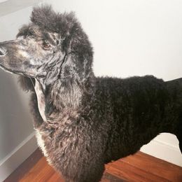 Poodles from Prehistoric Poodles