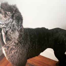 Poodles from Prehistoric Poodles