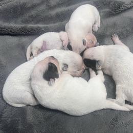 -Girl 1 - Blue female Australian Cattle Dog puppy in Kaufman, Texas from Emberwick Ranch