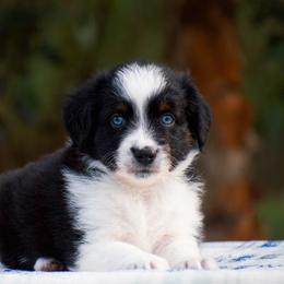 Robin - Black tri male Miniature American Shepherd puppy in Chocowinity, North Carolina from Foxtail Hollow