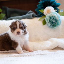 Australian Shepherd and German Shepherd Puppies from Trademark Kennels