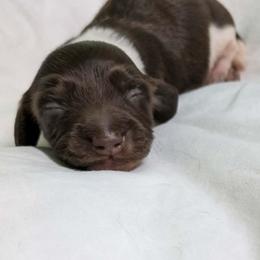 Patrick - 2675 - Piebald male Dachshund puppy in Sonora, Kentucky from Maple Hill Miniature Dachshunds