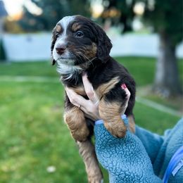 Marley - Red tri-color male Aussiedoodle puppy in Rexburg, Idaho from Madeline Wendt