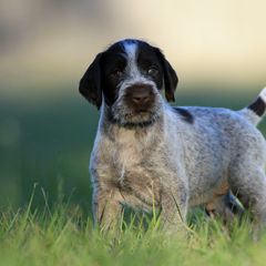 German Wirehaired Pointer Puppies from Reece GWP