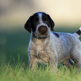 German Wirehaired Pointer Puppies from Reece GWP