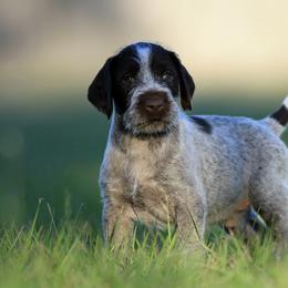 German Wirehaired Pointer Puppies from Reece GWP