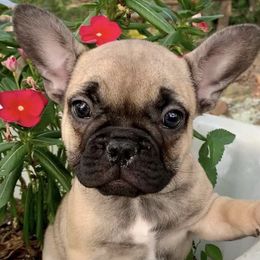 French Bulldogs from Dreamabuls French Bulldogs