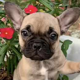 French Bulldogs from Dreamabuls French Bulldogs
