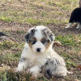 Girl 1-Blue Merle - Blue merle female Australian Shepherd puppy in Mayfield, Kentucky from Hamilton Farms