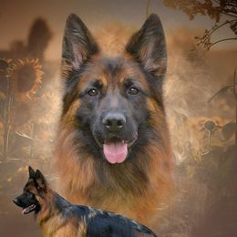 Sunny - German Shepherd