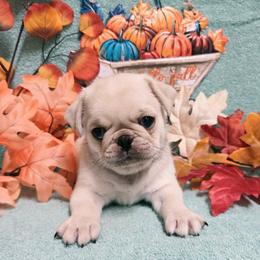 Cream Boy - Cream male Pug puppy in Tulsa, Oklahoma from Locust Creek Pugs & Japanese Chin's