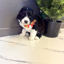 Tanya - Black and white female Bernedoodle puppy in Winfield, Alabama from Rose Lane Doodles