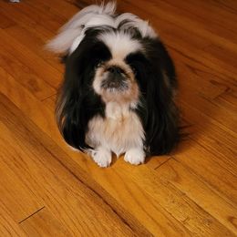 Panzy - Pekingese