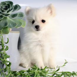 Vanilla - Cream female Pomeranian puppy in Los Angeles, Santa Clarita, California from LT_Poms