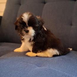 Shadow - Black and white male Shih Tzu puppy in Lebanon, Pennsylvania from Stoney Acre Farms