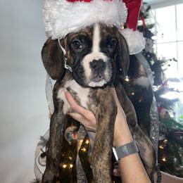 Boxer Puppies from Reynolds Homestead Boxers