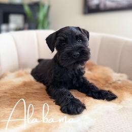 Alabama AKC - Black male Miniature Schnauzer puppy in Victorville, California from West Coast Royal Miniature Schnauzer