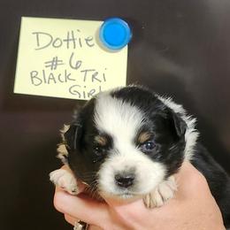 Dottie girl 6 - Black tri female Miniature Australian Shepherd puppy in Hampton, Tennessee from TC Farms Stock Dogs - Miniature Australian Shepherds
