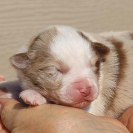 Alta - Red merle female Australian Shepherd puppy in Weatherford, Texas from Ridgestar Aussies