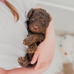 Puppy 4 - Brown and tan male Cockapoo puppy in Savannah, Georgia from Vino and Vespa Doodles