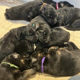 German Shepherd puppies from Valiant Shepherds