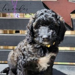 Hero - Black and tan male Cockapoo puppy in Mancelona, Michigan from Lavender poodles & doodles