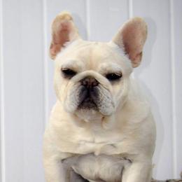 Journey - French Bulldog