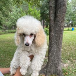 Lil Jean - Parti female Poodle puppy in Florence County, South Carolina from Modern Family Standards