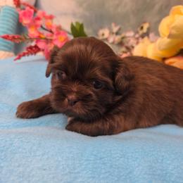 Girl 1 - Chocolate female Shih Tzu puppy in Green Bay, Wisconsin from Kim's Shih Tzus