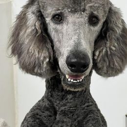 Poodles from South Padre Poodles