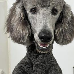 Poodles from South Padre Poodles
