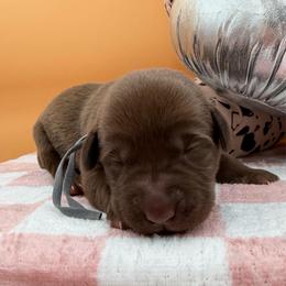 Gray - Chocolate female Labrador Retriever puppy in Heath Springs, South Carolina from Rich Hill Retrievers