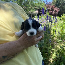 Will - Aussiedoodle puppy in Columbus, Ohio from FamilyOodles