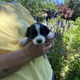 Will - Aussiedoodle puppy in Columbus, Ohio from FamilyOodles