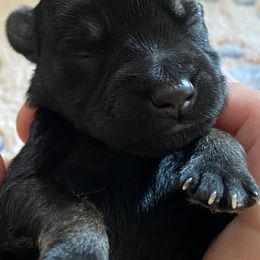 Miniature Schnauzer Puppies from Simplicity Schnauzers