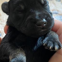 Miniature Schnauzer Puppies from Simplicity Schnauzers