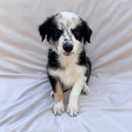 Female Black Tri V - Tri-color female Border Collie puppy in Okeechobee, Florida from Cowtown Corgis & Border Collies