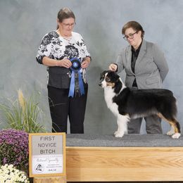 Australian Shepherds and Miniature Australian Shepherds from Ridgestar Aussies