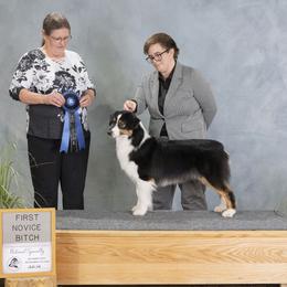 Australian Shepherds and Miniature Australian Shepherds from Ridgestar Aussies
