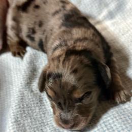Sterling - Dapple male Dachshund puppy in Salem, Oregon from Longdox Mini Dachshunds