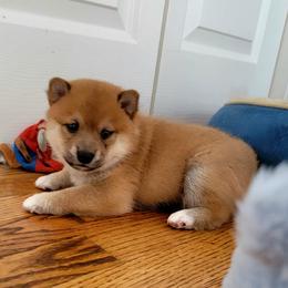 Shiba Inu Puppies from Veronika's Shiba Inus