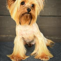 Yorkshire Terrier puppies from FronkLinn Kennel