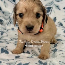 Shaded Cream Male Longhair Orange Collar - Cream male Dachshund puppy in Cleveland, Tennessee from Kelly's Doxie Farm