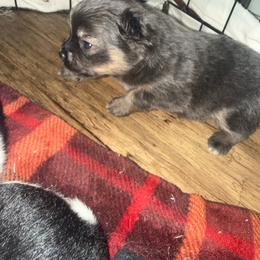 Ziggy - Lavender male Pomeranian puppy in Costa Mesa, California from Wheresmil0