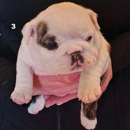 Girl 3 - Red brindle and white female Bulldog puppy in Salina, Kansas from Big Pine Bulldogs