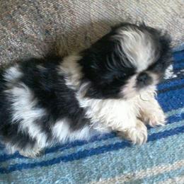 Bubbles - White female Pekingese puppy in Pittsburgh, Pennsylvania from Wyn-d-hill pekingese